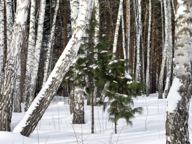 Karışık ormandaki iki genç cedars.