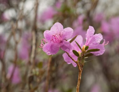 Ormangülü ledebourii veya Ledum Sibirya çiçek. İhale ıslak flo