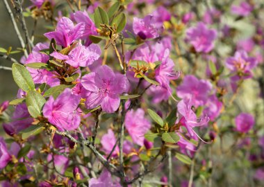 Ormangülü ledebourii veya Ledum Sibirya çiçek. Pembe bush.