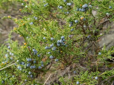 Ardıç veya Junperus commnis koni çilek ile.