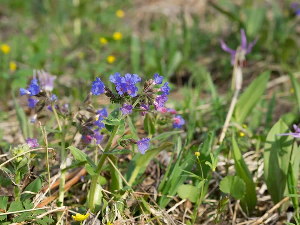Floração Lungwort na primavera — Fotografia de Stock