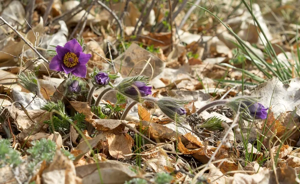 Некоторые Pasque-цветы или Pulsatilla patens в природе, молодой цветок — стоковое фото