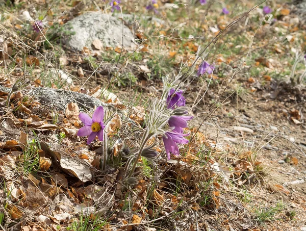 Pasque-blomma eller Pulsatilla patens i naturen med stenar. — Stockfoto