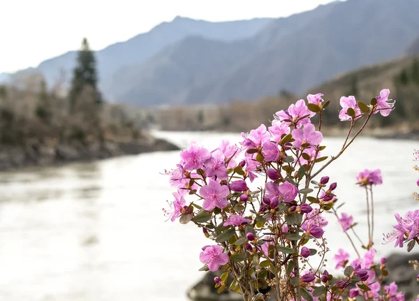 Rhododendron ledebourii of Ledum Siberië bloemen op de rivier een — Stockfoto