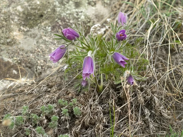 Пасквитные цветы или пульсатиновые в природе, на каменном серфе — стоковое фото