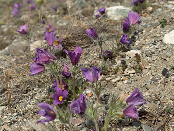 Пасквитные цветы, или Пульсациевые патенты в природе, на скальной гру — стоковое фото
