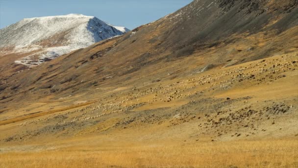 Stádo ovcí pasoucí se na kopci. Snow vrchol za. Podzim, slunečný den a větrného počasí. — Stock video