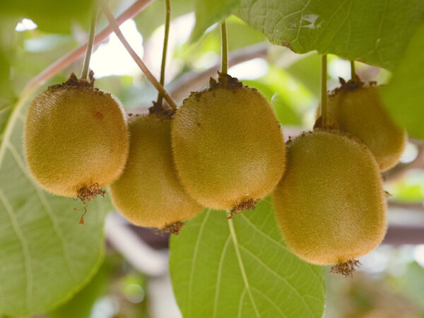 Плоды киви на ветке в фокусе
