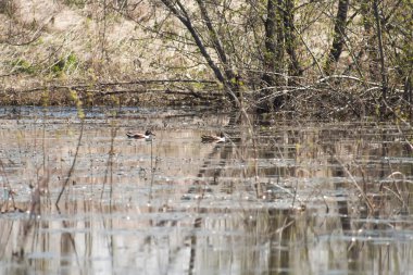 Gölet üzerinde iki vahşi ördek