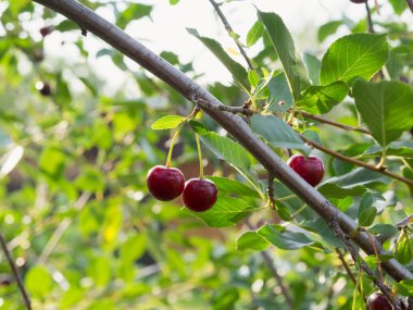İki Olgun çilek dal arka ışık içinde. Kiraz.