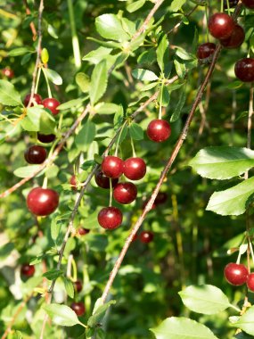 Olgun kiraz dal odakta