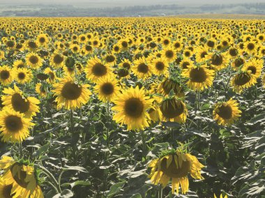 Ayçiçeği tarlası. Arka ışık, odak çekim merkezi. Su