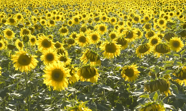 Field of sunflowers. Back light, focus in the center of shot. Su — Stock Photo, Image