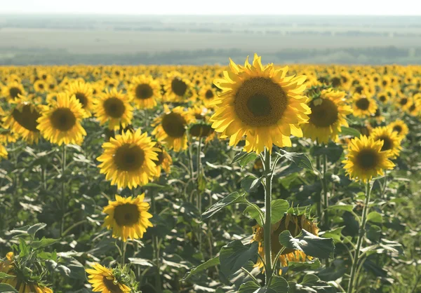 One sharp sunflower on the background of the set. Sunset time. — Stock Photo, Image