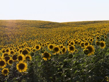 Ayçiçeği tarlası. Engebeli arazi. Güneş aydınlatma.