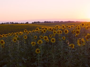 Ayçiçeği ayarı ışınlarının alanında çoğulluğu 