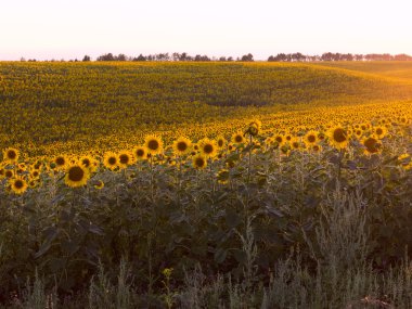 Plurality of sunflowers in the field in the rays of the setting  clipart