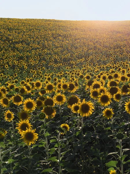Field of sunflowers. Hilly terrain. Solar backlight. — Stock Photo, Image