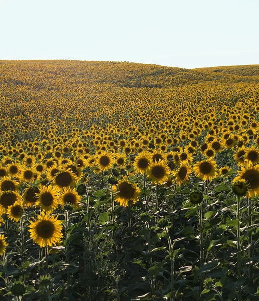 Field of sunflowers in natural landscape. Hilly terrain. — Stock Photo, Image