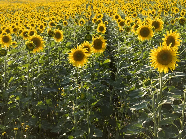 Senaral raws of sunflowers in natural landscape. — Stock Photo, Image