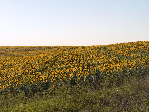 Doğal peyzaj ayçiçeği tarlası. Engebeli arazi. — Stok fotoğraf