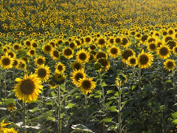 The wall of sunflowers. Front view, sunny backlight. — Stock Photo, Image