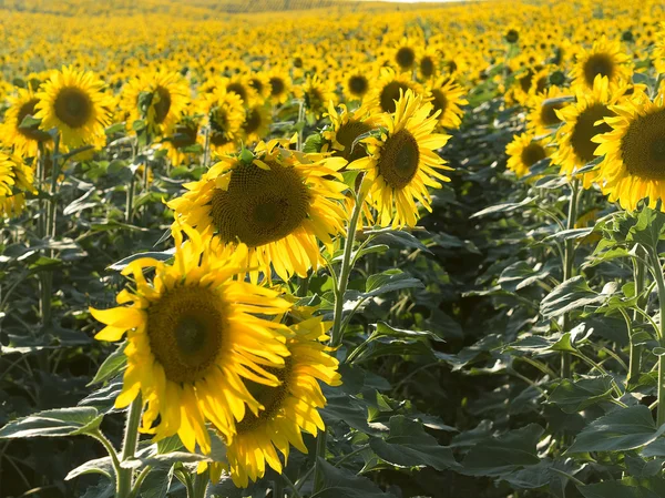 Some sunflowers in the setting sun — Stock Photo, Image