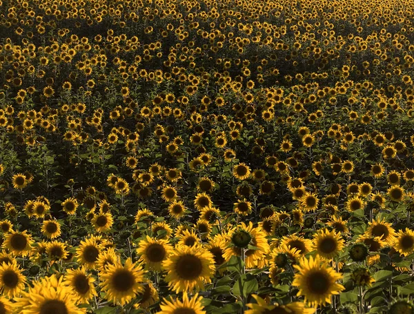 Plurality of sunflowers in the field. Natural background. — Stock Photo, Image