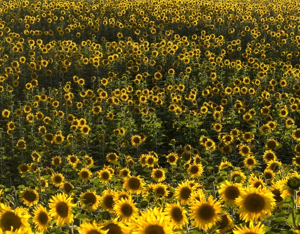 Plurality of sunflowers in the field. Natural background. — Stock Photo, Image