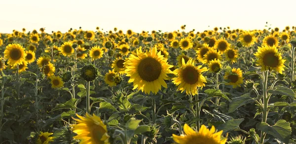 Some sharp sunflowers on the background of the set. — Stock Photo, Image