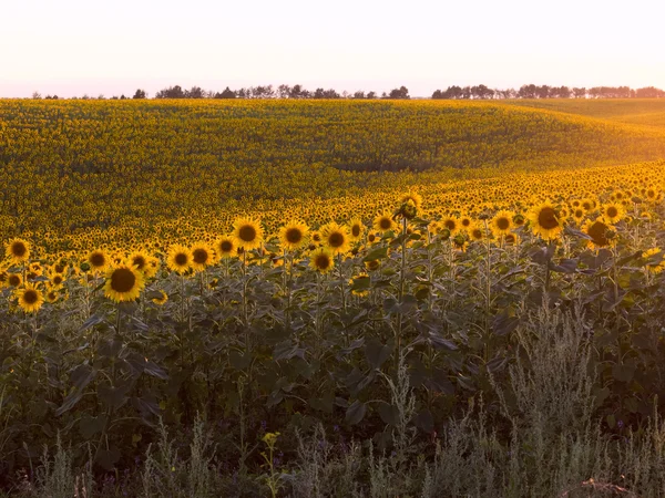 Plurality of sunflowers in the field in the rays of the setting — Stock Photo, Image