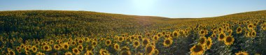 Ayçiçeği çayır bir alan taraf, günbatımı, yaz panoraması 