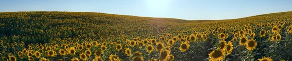 Панорама лугу соняшників з боку поля, захід сонця, літо — стокове фото