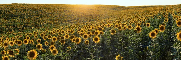 ひまわり草原フィールド側、日没、夏からのパノラマ — ストック写真