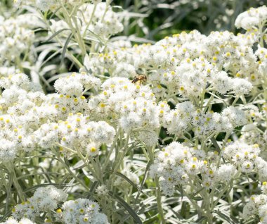 Bal arısı merkezi atış ile birçok anaphalis çiçek