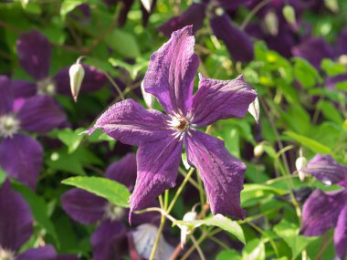 Keskin bir çiçek. Akasma viticella.