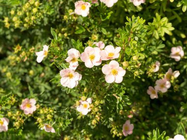 Pembe Kraliçe. Potentilla fruticosa. Kuril çay. Çiçekler.