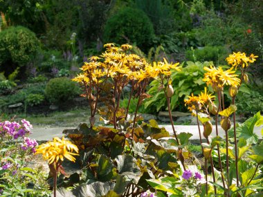 Ligularia dentata bahçede.
