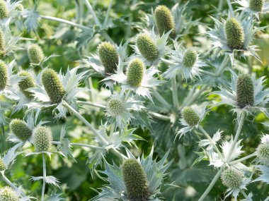 Eryngium maritimum veya mavi kafa çiçek yaprakları ile.