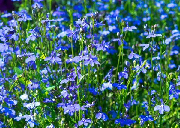 Flores azules lobelia en foco en el macizo de flores . — Foto de Stock