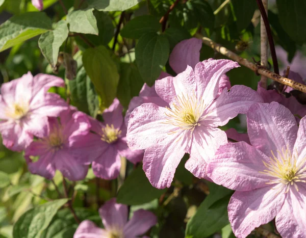 Clematis Jackmanii, quelques fleurs . — Photo