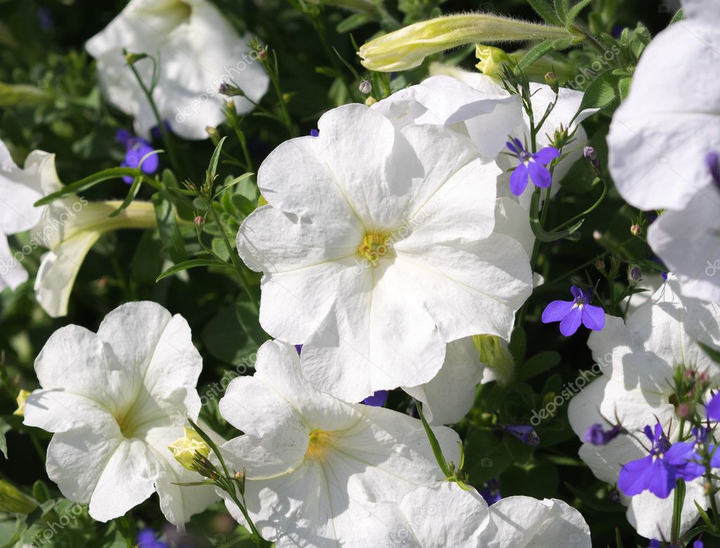 Some white colored flowers petunias on the flowerbed.