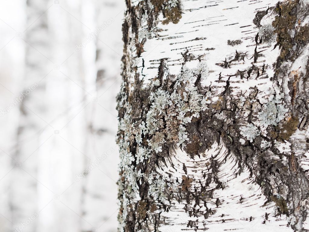 Birch bark close-up.