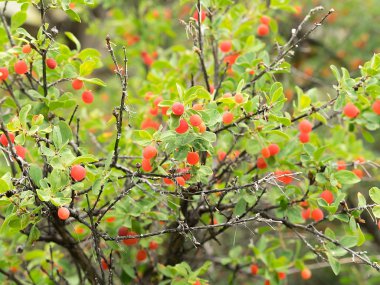 Hanımeli gerçek doku.