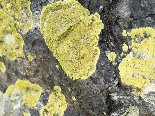 Lichen on a wet rock, texture. — Stock Photo, Image