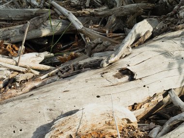 Gövde bir eski ağaç, deadwood, doku.