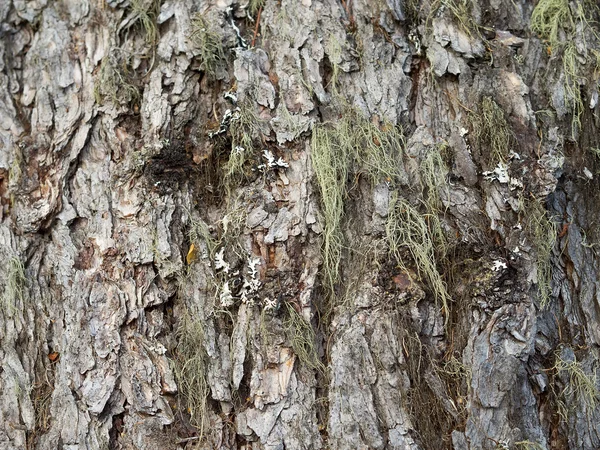 Tamarack kora tekstury z Lichenia — Zdjęcie stockowe