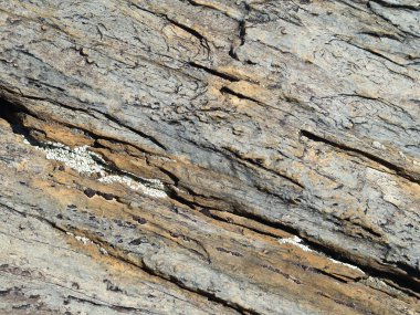 Bazı mantar ile volkanik taş yüzey.