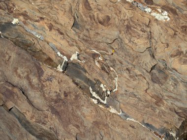 Bazı beyaz mantar ile taş yüzey.