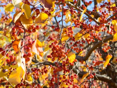 Demet yabani elma ağacının fırçalar üzerinde.